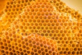 Close up pattern empty holes of wasp nest texture background. Beautiful nature of patterns from a real wasp nest. Royalty Free Stock Photo