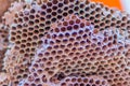 Close up pattern empty holes of wasp nest texture background. Beautiful nature of patterns from a real wasp nest. Royalty Free Stock Photo