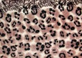 Close-up pattern of fleece fabric with leopard pattern. Brown-beige and black striped repeating on the surface of fur clothes, Royalty Free Stock Photo