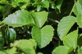 Close-up of fresh green leaves with shallow dept of field background
