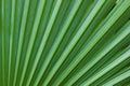 Close up pattern line and texture of palm leaves Royalty Free Stock Photo