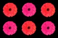 Close up, Pattern set red and pink color gerbera flower blossom blooming isolated on black background for stock photo, house Royalty Free Stock Photo
