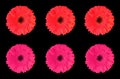 Close up, Pattern set red and pink color gerbera flower blossom blooming isolated on black background for stock photo, house Royalty Free Stock Photo