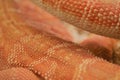 Close-up pattern skin, reptil animal of exotic pet Royalty Free Stock Photo