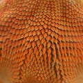 Close-up pattern skin, reptil animal of small exotic pet Royalty Free Stock Photo