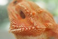 Close-up pattern skin, reptil animal of small exotic pet Royalty Free Stock Photo