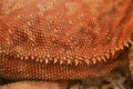 Close-up pattern skin, reptil animal of small exotic pet Royalty Free Stock Photo