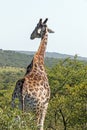 Pattern and Texture of Giraffe Body against Natural Hilly Landscape