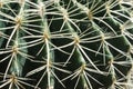 A close-up pattern of thorns of a green cactus Royalty Free Stock Photo