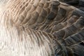 Canada Goose Feathers Close Up Royalty Free Stock Photo