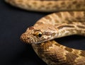 Close-up of a patterned snake on black background Royalty Free Stock Photo