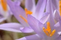 Close up patterns of first spring purple crocuses