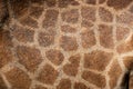 Close up of patterns on the hide of  giraffe ,coat pattern giraffe skin tones for background Royalty Free Stock Photo