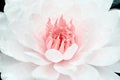 Patterns nature of white petal lotus with pink pollen blooming for texture or background Royalty Free Stock Photo
