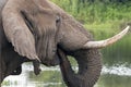 Close up of elephant head pattern and texture Royalty Free Stock Photo