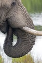 Close up of Elephant head Pattern and Texture Royalty Free Stock Photo