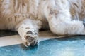 Close-up Paw of a magnificent Purebred Tibetan Mastiff. selective focus