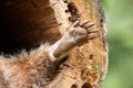 Close-up of a paw of a raccoon