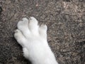 Close up Paw of White Cat Lie Down on The Floor, Selective Focus Royalty Free Stock Photo