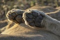 Close-up of paws of a lion in detail