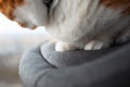 Close-up of paws of red-white cat lying on grey chair Royalty Free Stock Photo