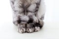 Close-up of paws and tail of a silver british cat on a white background