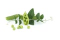 Close up of pea pod with leaves isolated on white Royalty Free Stock Photo