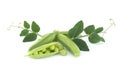 Close up of pea pod with leaves isolated on white Royalty Free Stock Photo