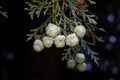 Close up of the pea-sized Cones from a Lawson cypress