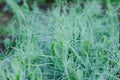 Close up of pea sprout stud small dew drops