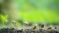 Close-UP of pea sprouts germinating in soil. Germinated seeds sequences and growth of pea plant. Seed germinating. Royalty Free Stock Photo