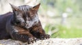 Contented Slumber: Black Cat Basking in the Warmth of the Sun