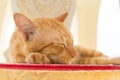 Close up of Peaceful orange red tabby cat male kitten curled up sleeping Royalty Free Stock Photo