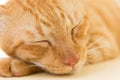 Close up of Peaceful orange red tabby cat male kitten curled up sleeping Royalty Free Stock Photo