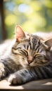 Serene Tabby Cat Napping in Sunlight, AI Generated