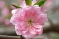 Close-up of peach blossoms blooming on branches..