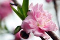 Close-up of peach blossoms blooming on branches. .