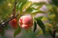 close-up of a peach on a branch with blurred natural background