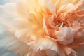 Close up of peach colored peony flower