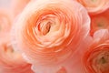 Beautiful peach colored Ranunculus flower