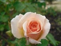 Close up peach-colored rose flower at Queen Elizabeth Park