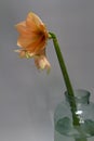 Close-up peach colour hippeastrum flower in vase isolate on a light gray background, greeting card or concept Royalty Free Stock Photo