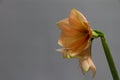 Close-up peach colour hippeastrum flower in vase isolate on a light gray background, greeting card or concept Royalty Free Stock Photo