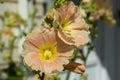 Close up of Peach Hollyhocks