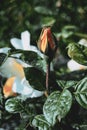 Close-up of a peach rose blooming in the wild Royalty Free Stock Photo