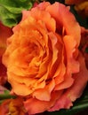 close up of peach rose opened up and fully bloomed, Royalty Free Stock Photo