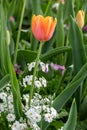 Close up of peach tulip