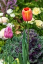 Close up of peach tulip