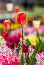 Close up of a peach tulip lit by the sun