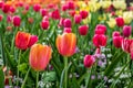 Close up of peach tulips surrounded by other tulips Royalty Free Stock Photo